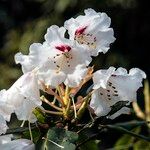 Rhododendron morii Blüte