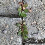 Portulaca oleracea Blatt