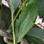 Geum laciniatum Leaf