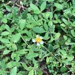 Tridax procumbens आदत