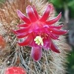 Cleistocactus baumannii Flower