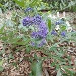 Caryopteris × clandonensisപുഷ്പം