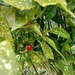 Aucuba japonica Leaf