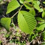 Ulmus rubra Leaf