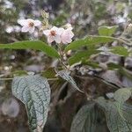 Solanum didymum