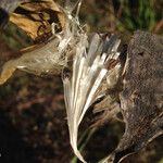 Asclepias curassavica Fruto