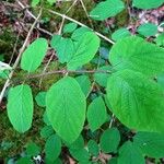 Lonicera nigra Leaf