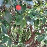 Arbutus andrachneFruit