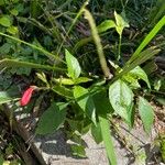 Ruellia brevifoliaFulla