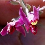 Krameria bicolor Flower