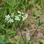 Pimpinella saxifragaFleur