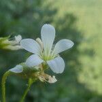 Saxifraga fragilis ফুল
