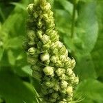 Verbascum chaixii Fiore