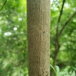 Vitex negundo Bark