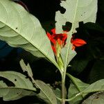 Aphelandra aurantiaca Çiçek