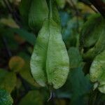 Halesia diptera Frutto