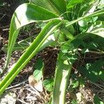 Aloe macra Folha