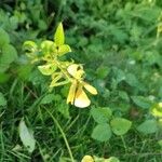 Vigna luteola Blomst