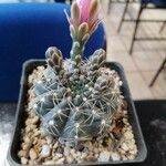 Gymnocalycium baldianum 樹皮