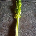 Apium graveolens 整株植物