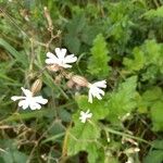 Silene latifoliaFlor