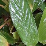 Ctenanthe compressa Hoja