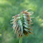 Trifolium montanum Frukt