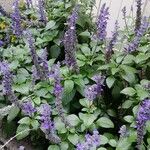 Salvia farinacea Облик