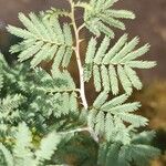 Prosopis farcta Φύλλο