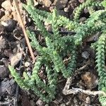 Crassula muscosa Листок