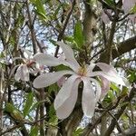 Magnolia stellataফুল