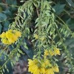 Berberis japonica Virág