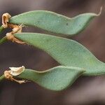 Craibia grandiflora Φρούτο