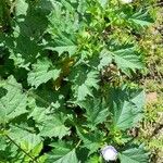 Nicandra physalodes Habitus