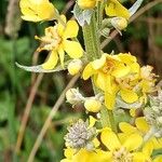 Verbascum lychnitisFlower