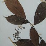 Rinorea bahiensis Diğer