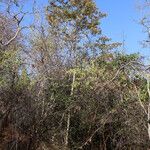 Diospyros mweroensis Habit
