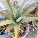 Aloe vera葉