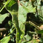 Pavonia urens Hoja