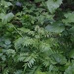 Cardamine impatiens Blodyn