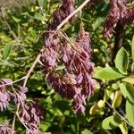 Macleaya cordata Fruto