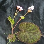 Begonia picta Агульны выгляд