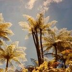 Dicksonia antarctica 整株植物