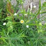 Erigeron strigosusFlower