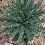 Agave victoriae-reginae Ліст