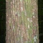 Pachira dolichocalyx Bark