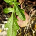 Valeriana dentata Leaf