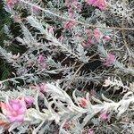Eremophila nivea葉