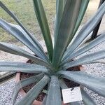 Agave sisalana Leaf