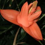 Freycinetia cumingiana Květ